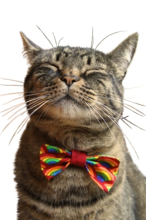 petsmart cats with bowties Rainbo10