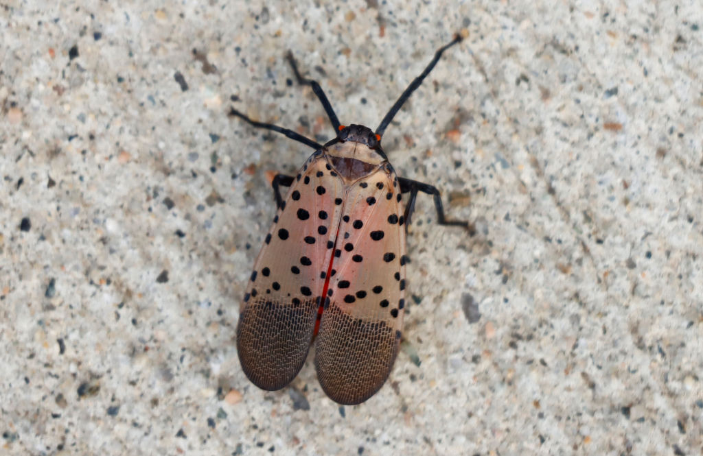 It was a dark and stormy night  Fri Aug 19, 2022 Spotted lanternflies I learned something new today Spotte10