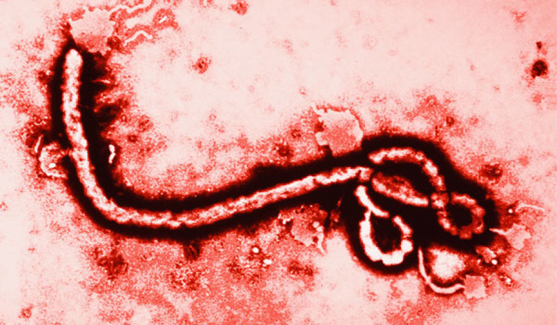 terrifying Tuesday New outbreak of Ebola kills 17, yellow fever and the end of the world Stuffy10