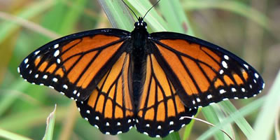 catching butterflies in the late 70s  Vicero10