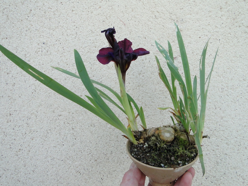 Iris lutescens, appelé l'iris des garrigues, Dsc01110