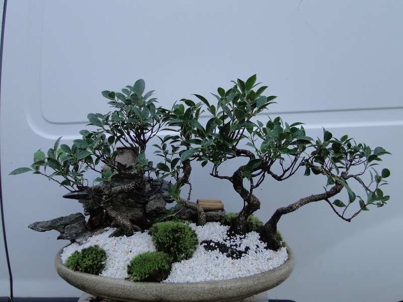 forêt de ficus Dsc07626