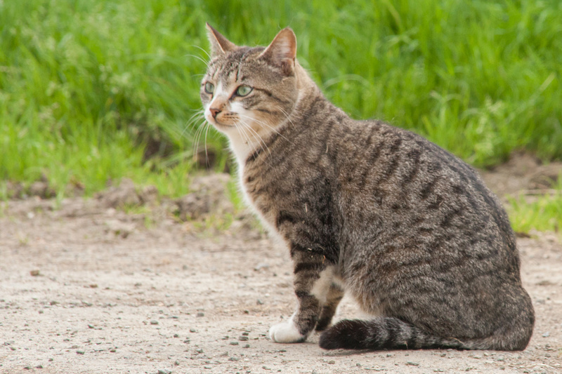 Chat "Lumo", mâle type européen tabby et blanc Lumo-210