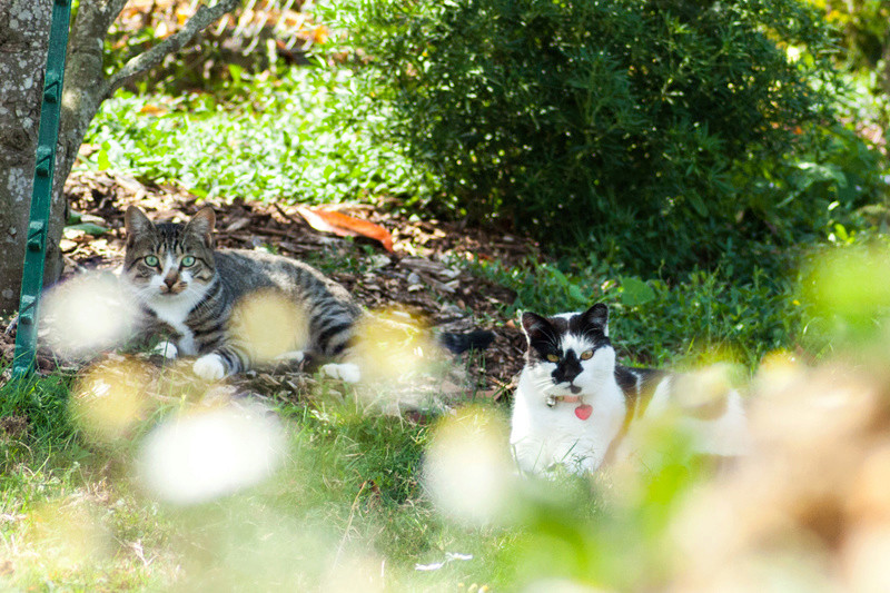 Chat "Lumo", mâle type européen tabby et blanc Lumo_e10