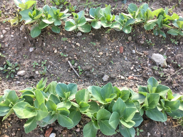 Légumes 2018  /2019 / 2020 à cazo  1fe59710