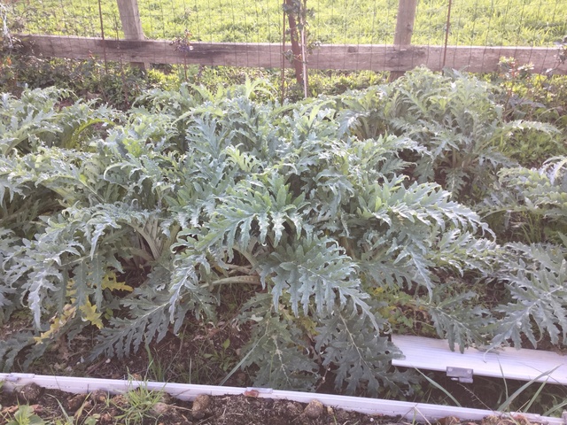 Légumes 2018  /2019 / 2020 à cazo  48289310