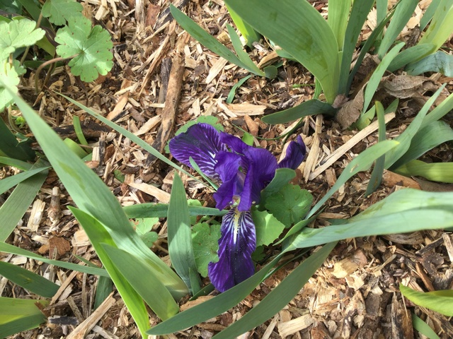 Iris lutescens, appelé l'iris des garrigues, A2f6a610