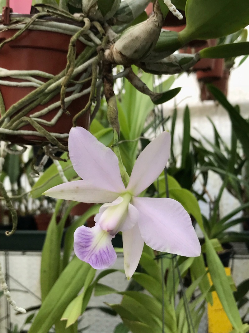 Cattleya walkeriana f. coerulea  4d42b010