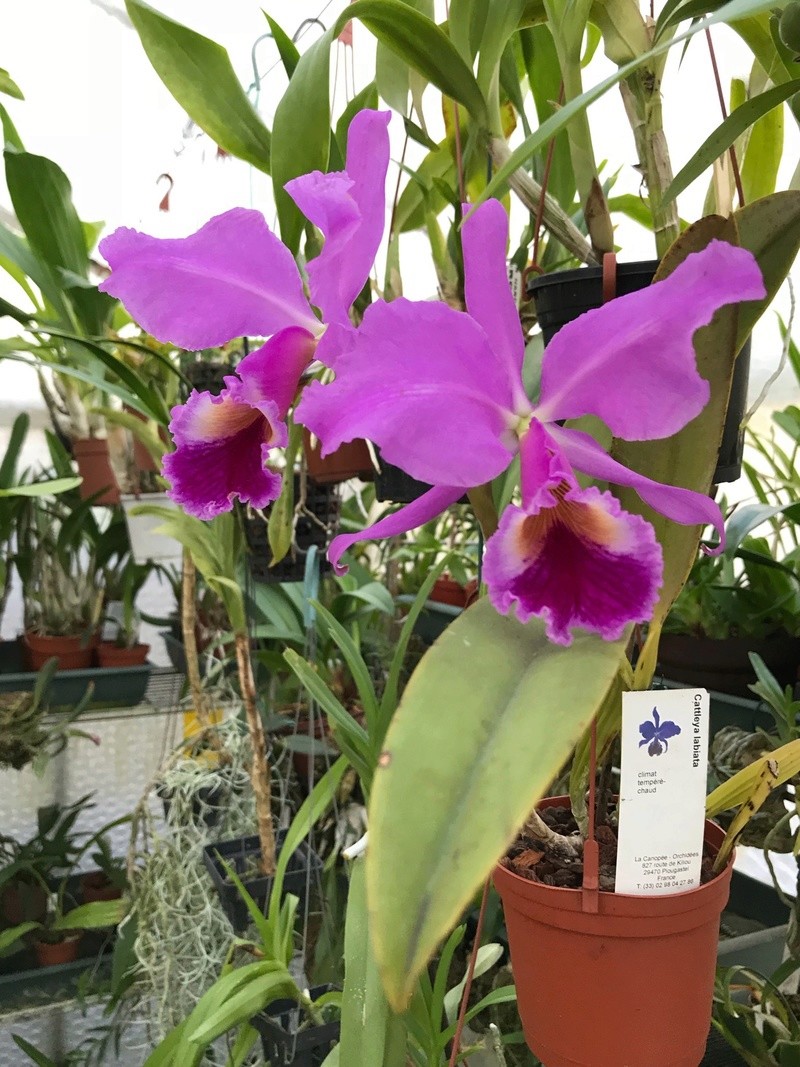 Cattleya labiata 4fac5d10