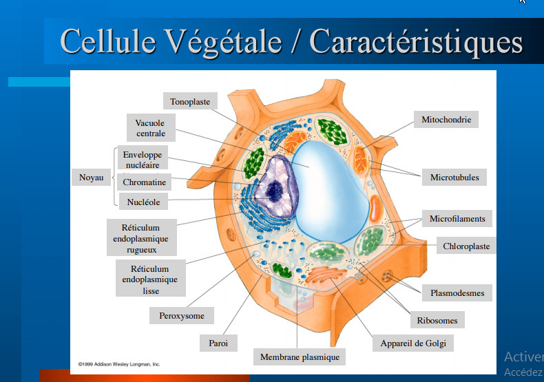 Introduction à la Biologie Cellulaire  Bandic10