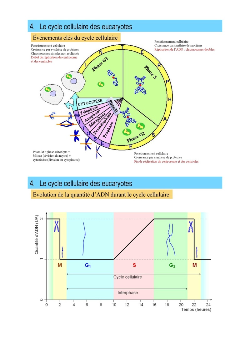 Cour 5 Cycle Cellulaire et Mitose  Cour-513