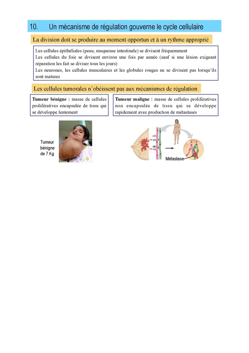 Cour 5 Cycle Cellulaire et Mitose  Cour-518