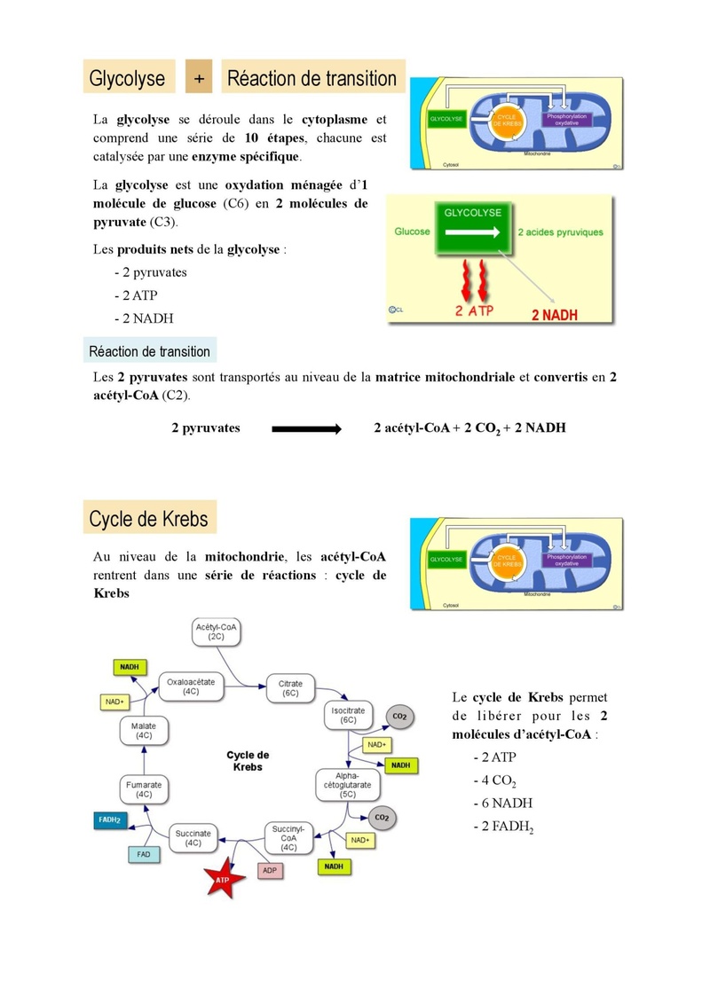 Les Mitochondries  Cours-53