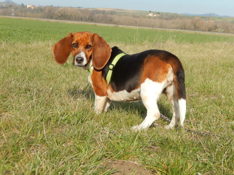 FANNY (femelle beagle) 1dscn617