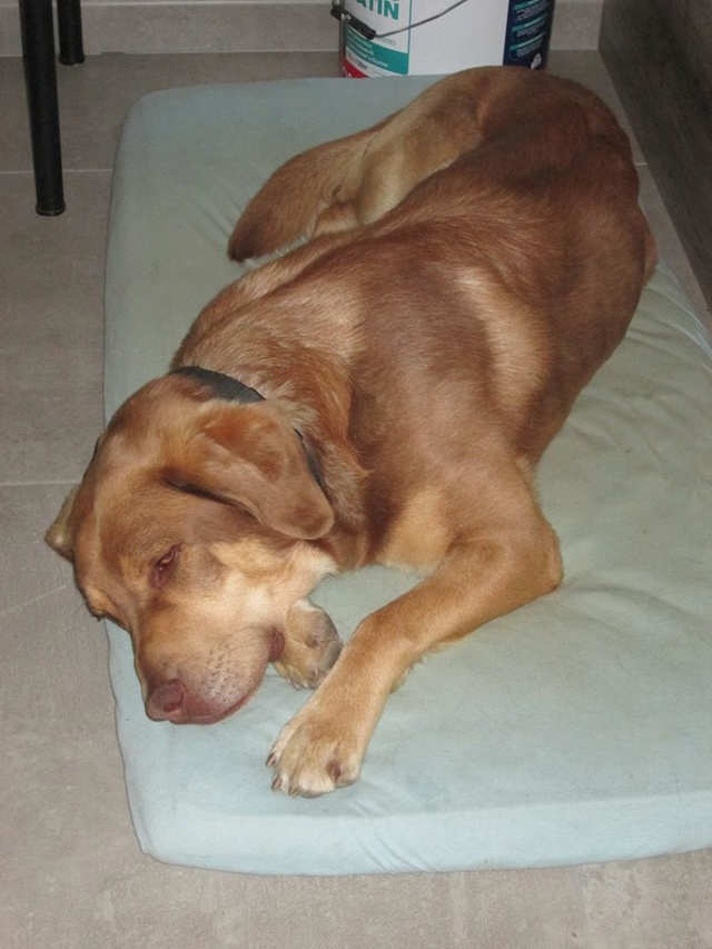 ZUMA (mâle croisé labrador) 30705010