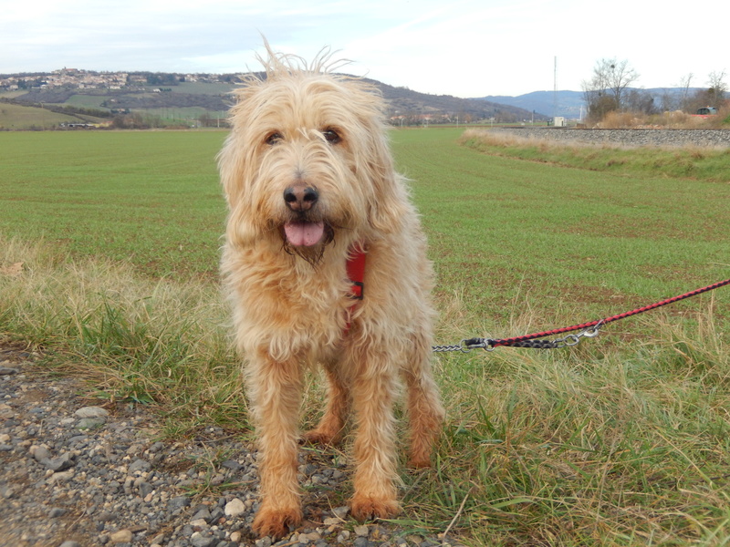 broc - CYBELLE - griffon 11 ans  et BLACK  griffon 14 ans - Sos Animaux à Le Broc (63) - adoptés par  Everclown 5dscn419