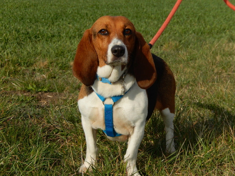 LOLI (femelle beagle) 8dscn615