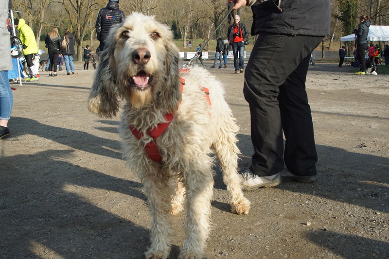 BALTAZAR (mâle griffon) Dsc00614