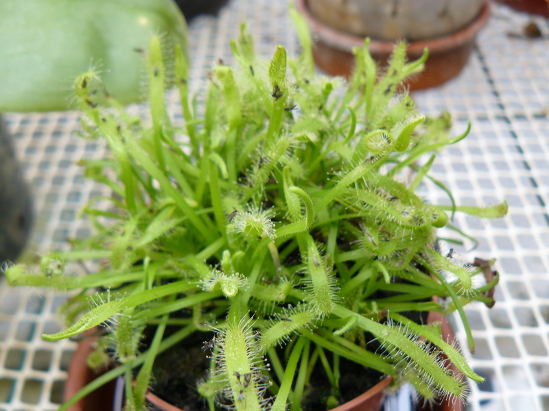 Drosera capensis P1060325