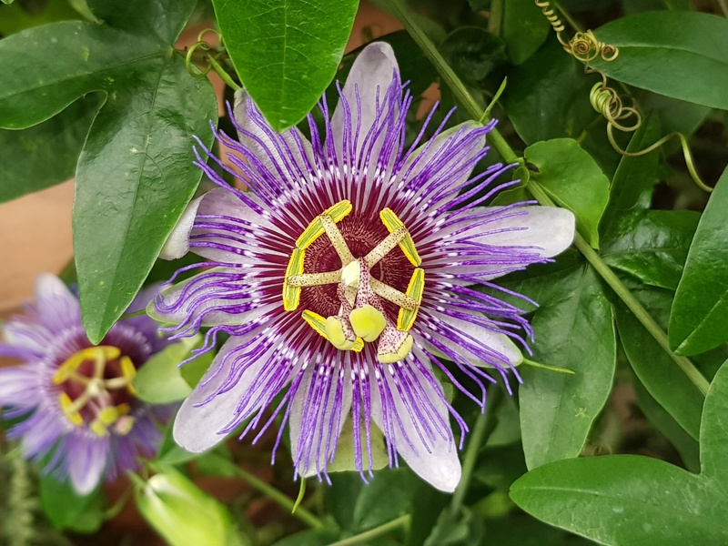 Passiflora - Passionsblume - kleine "Juwelen" - alles über Aussaat, Pflege, Vermehrung und natürlich Blütenbilder :) - Seite 27 20171041