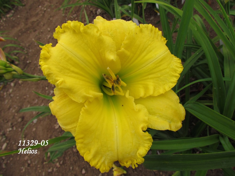 Mes hybrides: Semis 2011 encore au jardin 11329-10