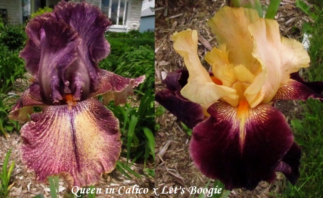 Résultats de mes hybridations d'Iris de 2011 à ... - Page 2 1303_q10
