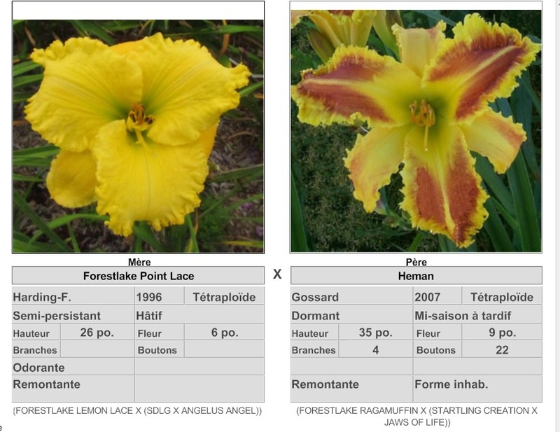 5 - Semis d'Hemerocallis ( hémérocalles )  - Page 7 17075_10