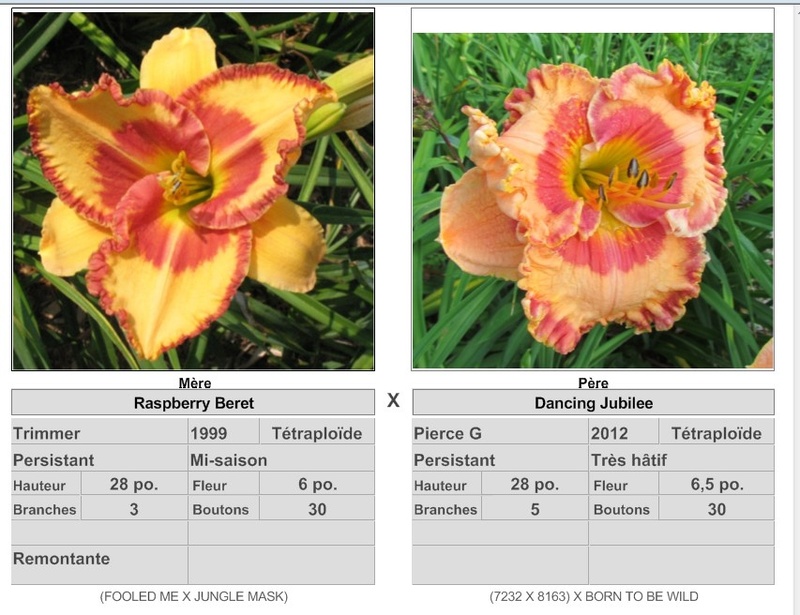 Semis d'Hemerocallis ( hémérocalles )  - Page 7 17077_10