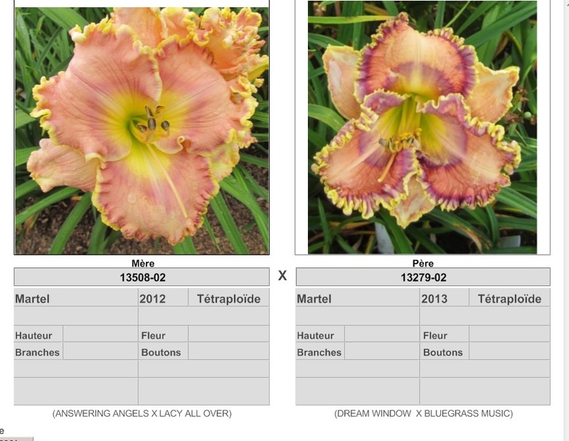 Semis d'Hemerocallis ( hémérocalles )  - Page 8 17107_10