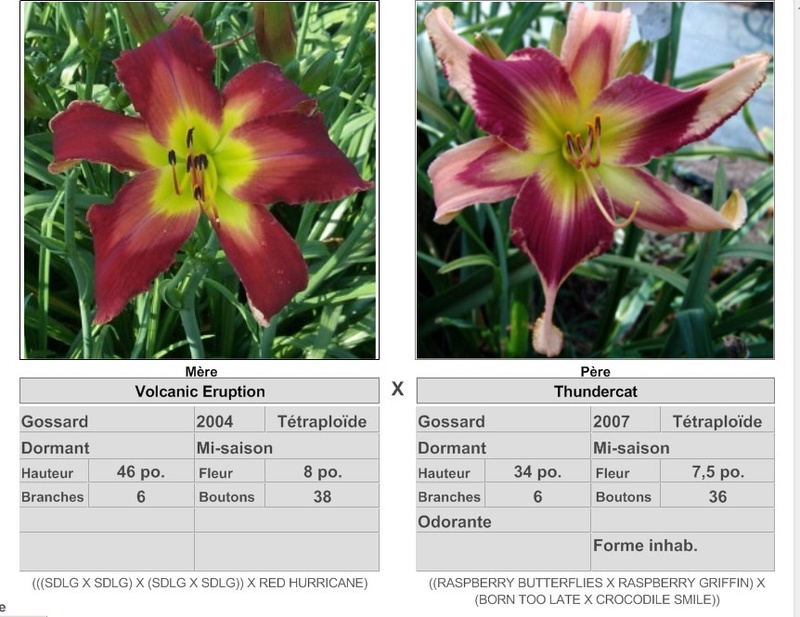 Semis d'Hemerocallis ( hémérocalles )  - Page 8 17175_10