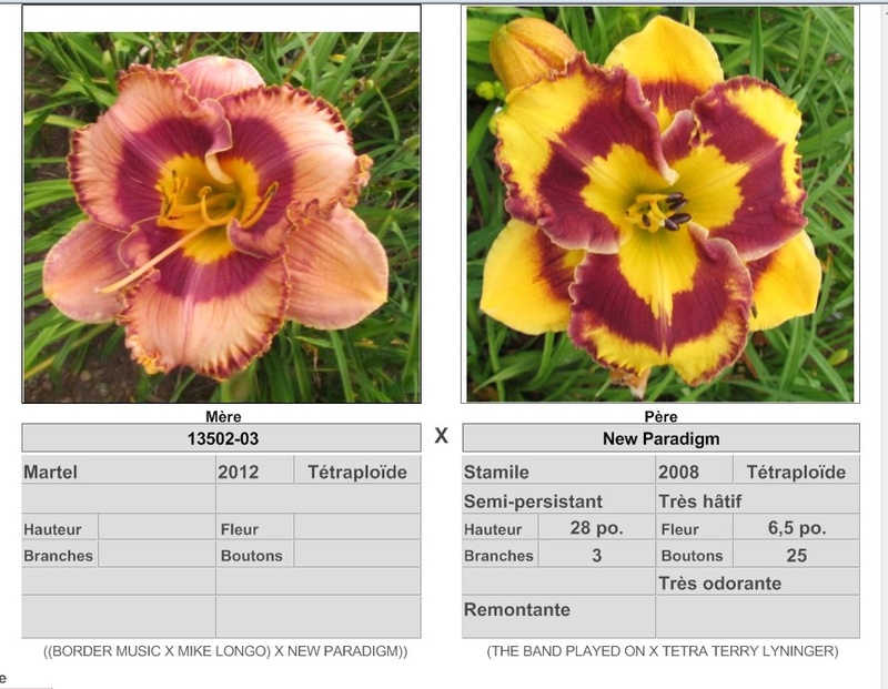 Semis d'Hemerocallis ( hémérocalles )  - Page 8 17250_10