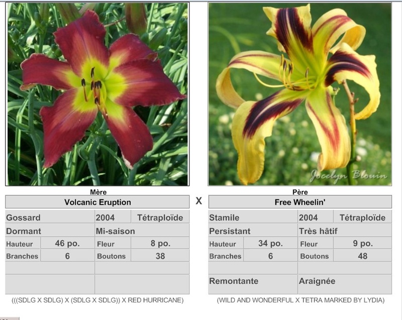 Semis d'Hemerocallis ( hémérocalles )  - Page 8 17262_10