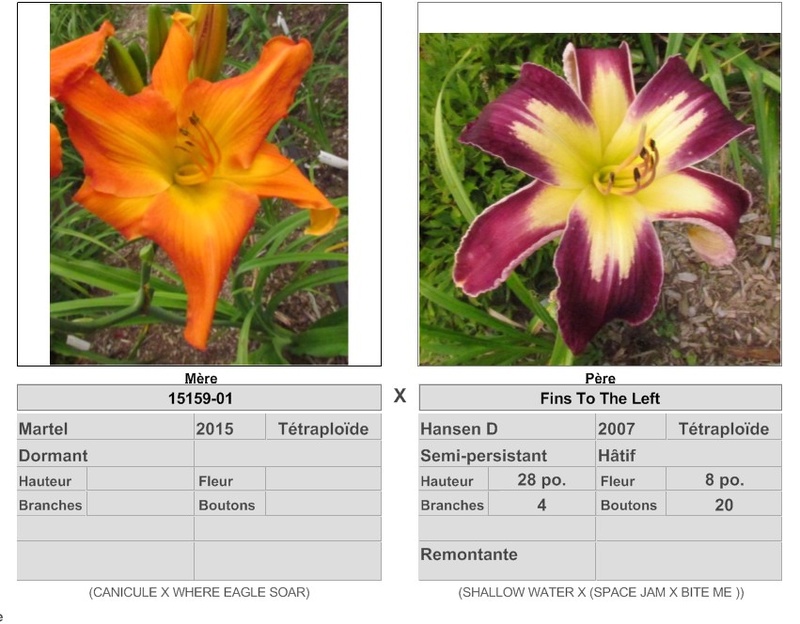 Semis d'Hemerocallis ( hémérocalles )  - Page 8 17355_10