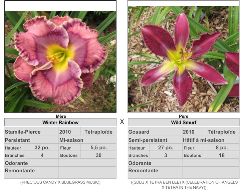 Semis d'Hemerocallis ( hémérocalles )  - Page 8 17371_10