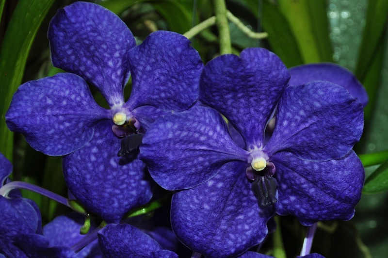 Vanda deuxième floraison de l'année 2017-113