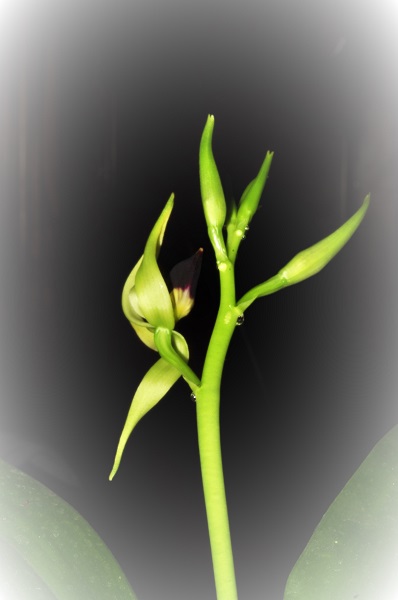 prosthechea cochleata Prosth12