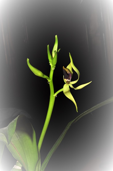 prosthechea cochleata Prosth14