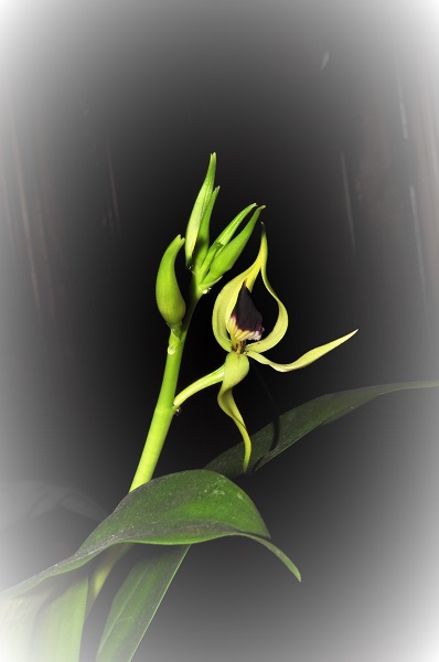 prosthechea cochleata Prosth15