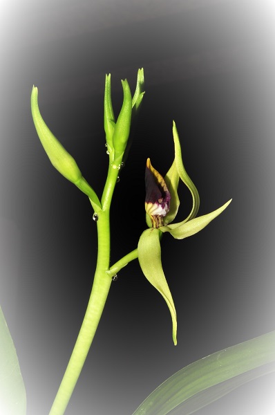 prosthechea cochleata Prosth17