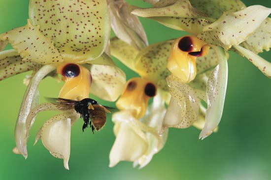 Stanhopea candida Stanho31