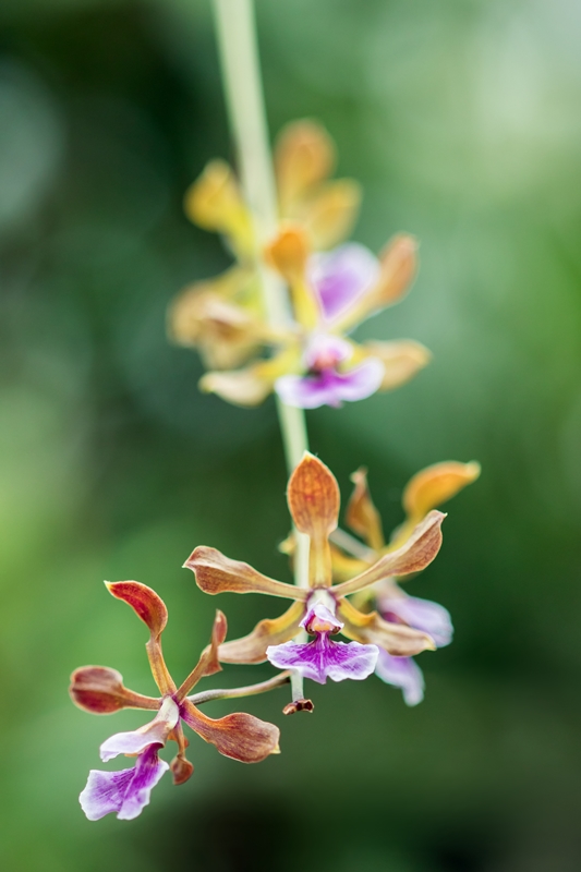 Orchideen 2015 - 2018 Teil 2 - Seite 80 Encycl10