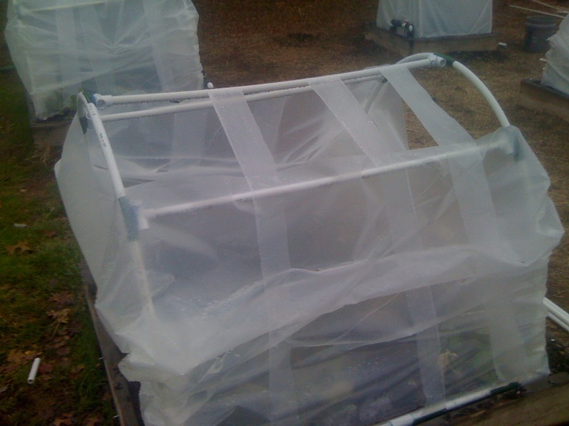 cold frame gardening question Img_0617