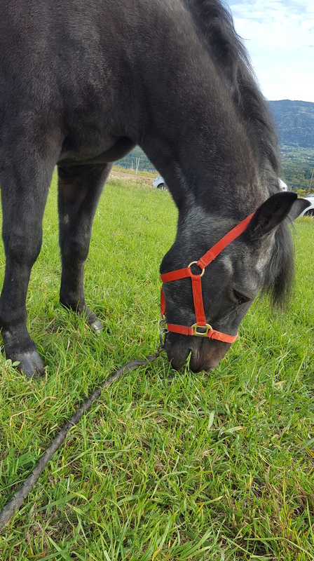 ULYSSE - Poney OI né en 1986 - protégé GPLV - Page 2 20171025