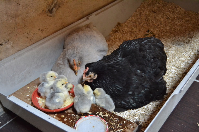 2 poules qui élèvent leurs poussins ensemble Dsc_0110