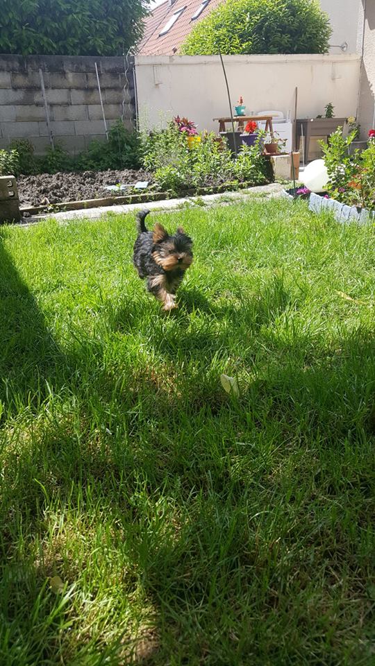 OREO Ma " petite souris " lol ( Yorkshire Terrier) :) 34793110