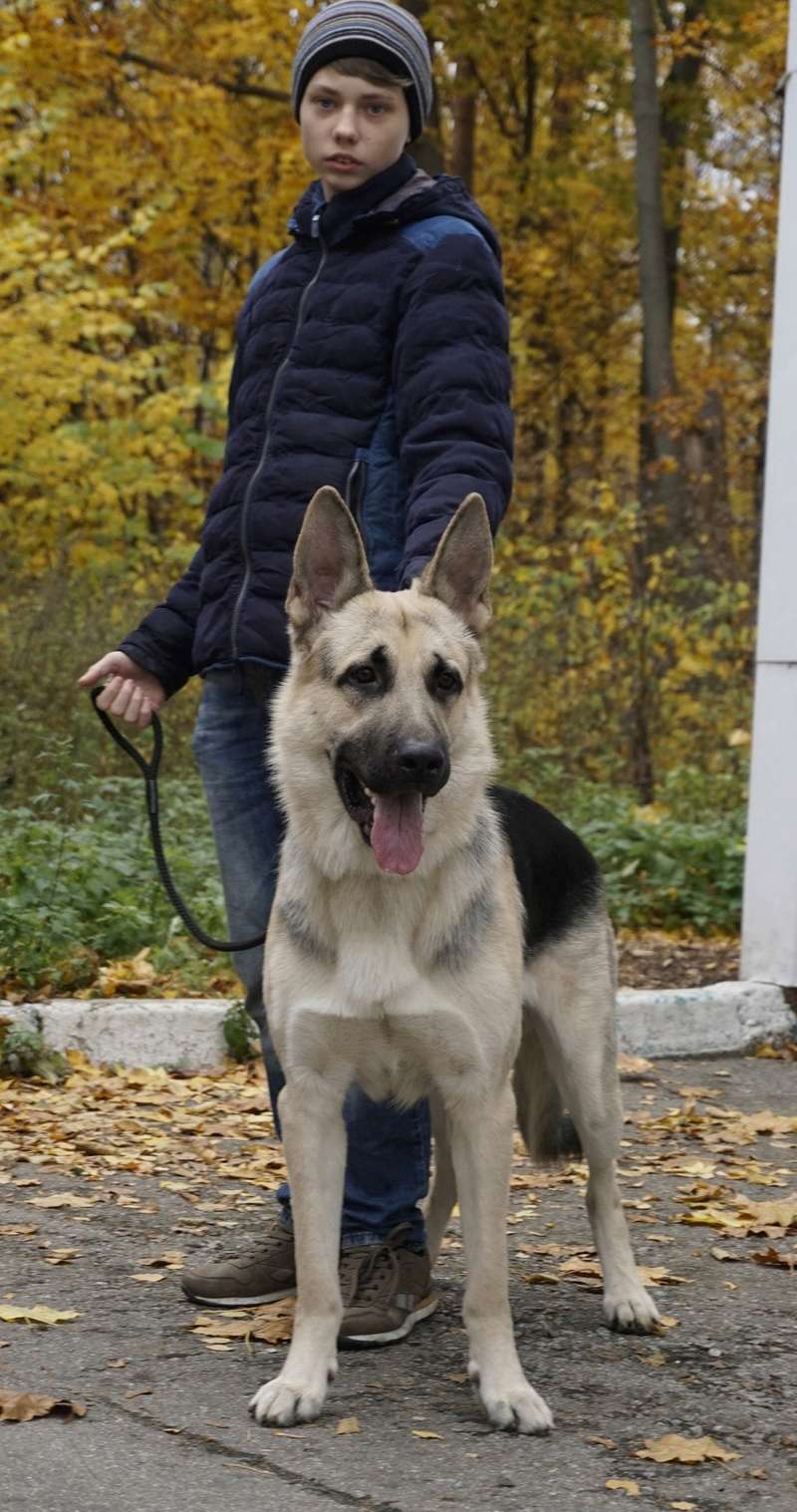 CACIB 21 октября 2017 «КУБОК БОБА БРЭМПТОНА 2017» _dsc7513