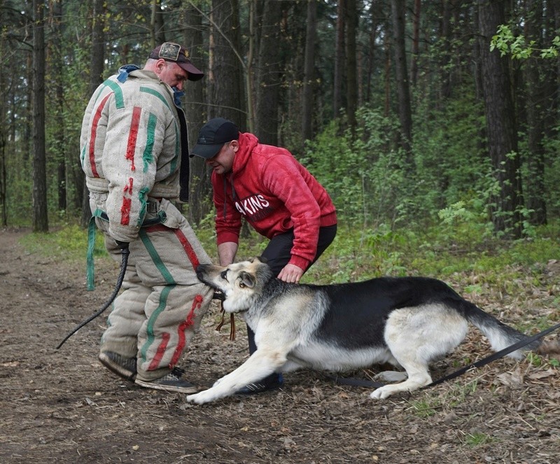 2018 - 30-04-2018  2х-CACIB IKU Беларусь Синеокая" Триумф 2018 Dsc00913