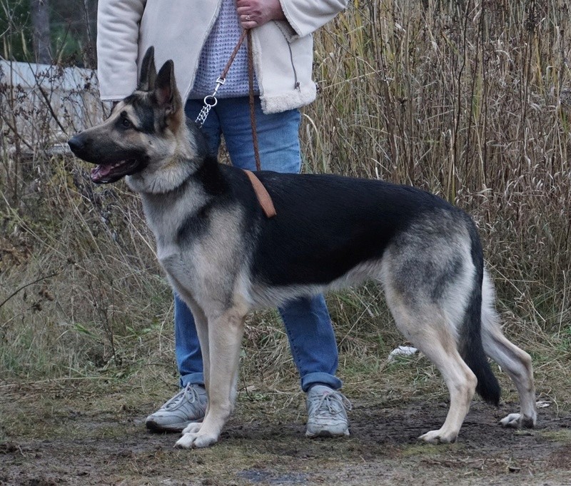 веолар larina20081976 mail ru - ВОСТОЧНО-ЕВРОПЕЙСКАЯ ОВЧАРКА ВЕОЛАР ГАБРИЭЛЛА  Dsc01410