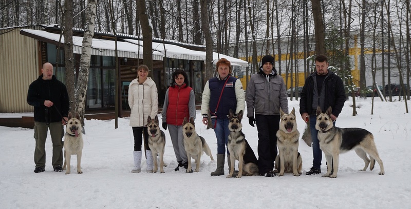 09 декабря 2017 г.«КУБОК МИРА» КУБОК МЭРА-2х-CACIB Dsc07614