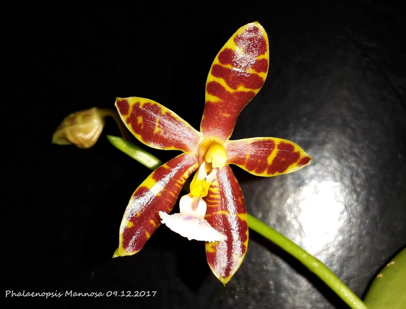 Phalaenopsis mannii x venosa (Mannosa) 20171212